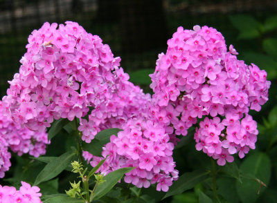 Pink Poodle Phlox