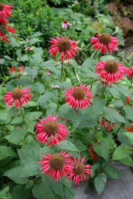 Bee Balm