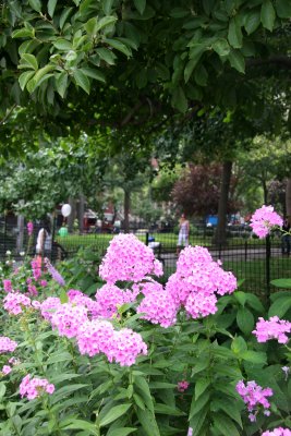 Pink Phlox