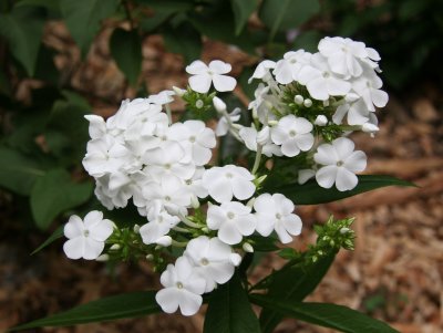 White Phlox