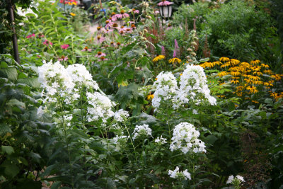 Garden View - White Phlox, Cone Flowers, etc.