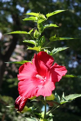 Giant Red Hibiscus