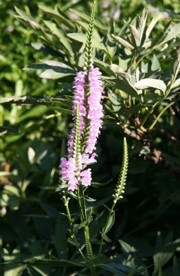 Physostegia