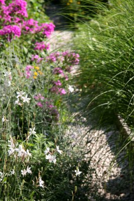 Garden Path - Gaura, Summer Grass & Pink Phlox