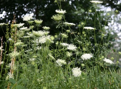 Queen Ann Lace