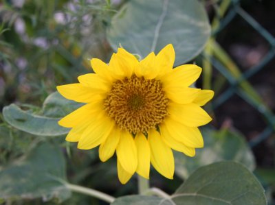 First Sunflower of the Season