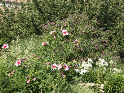 Hibiscus, White Phlox, Butterfly Bush, etc