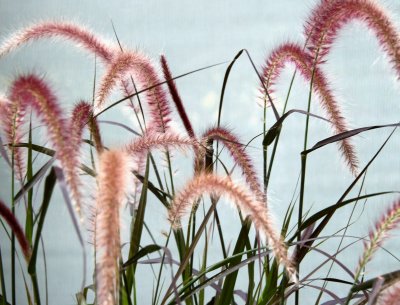 Summer Grass - NYU Sidewalk Garden