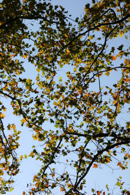 Sycamore Tree Foliage