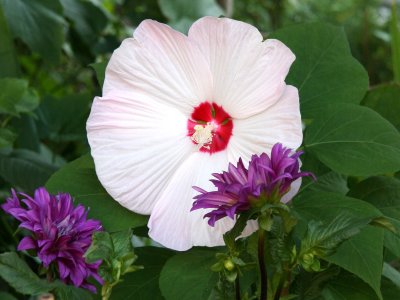 Pancake Hibiscus & Grape Dahlias