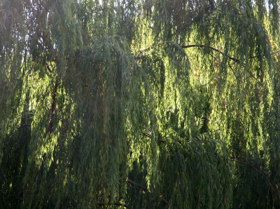 Willow Branch Curtain