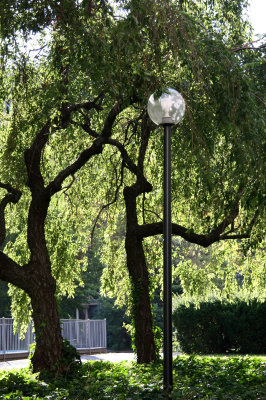 Weeping Cherry Trees