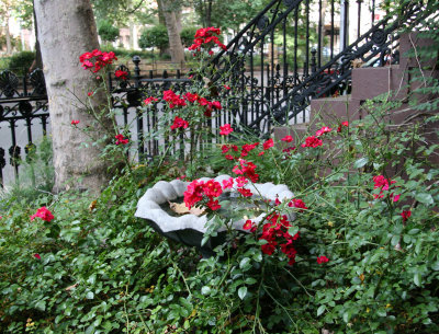 Sidewalk Garden - Bird Bath & Red Rose Bush