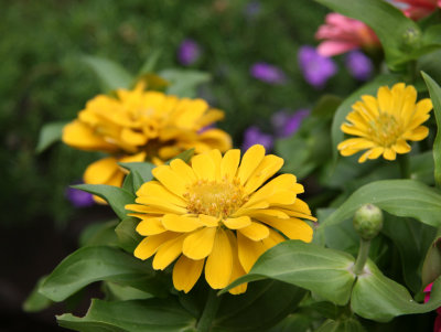 Zinnias