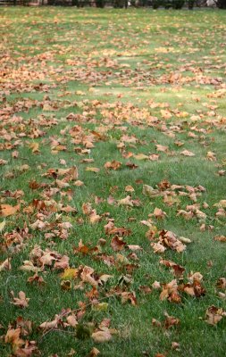 Sycamore Leaves on the Lawn