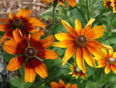 Gaillardia Aster at Murumi Restaurant