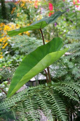 Elephant Ears & Ferns