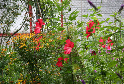 Garden View - Red Hibiscus, Asters, etc.