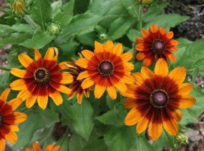 Gaillardia Aster at Murumi Restaurant