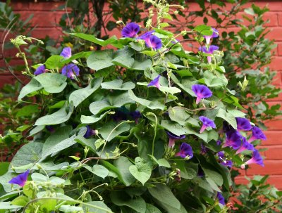 Morning Glories at the Dog Run