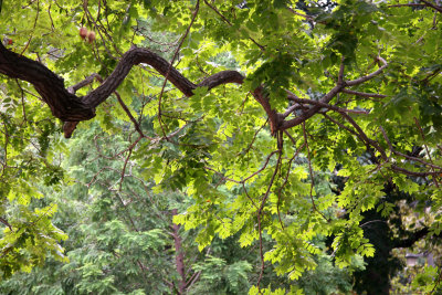 Golden Rain Tree Foliage