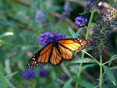 Monarch Butterfly on a Buddleja Blossom