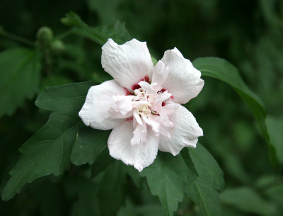 Hibiscus Blossom