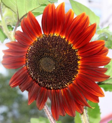 Red Sunflower - Helianthus