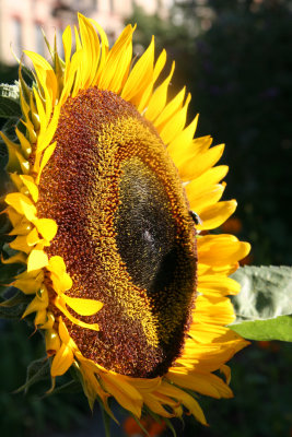 Sunflower - Helianthus