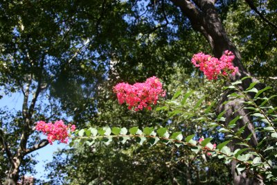 Crepe Myrtle Blossoms