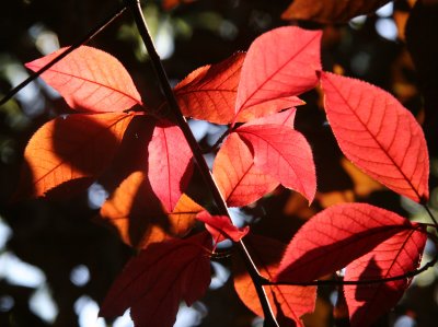 Cherry Tree Foliage