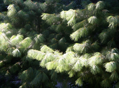 Morning Light on Long Needle Pine Tree Foliage
