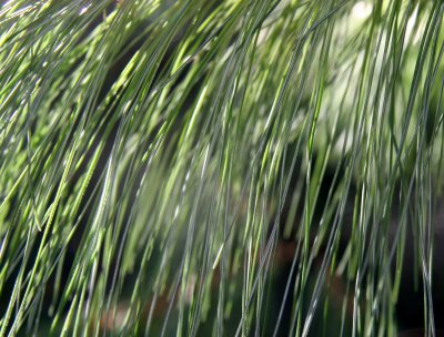 Morning Light on Long Needle Pine Tree Foliage