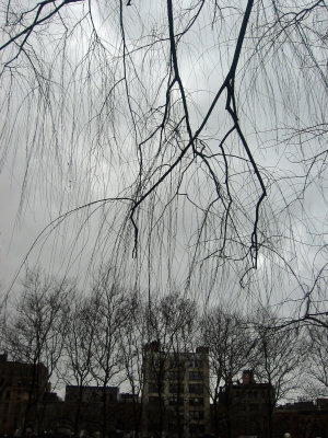 Winter Light - Willow, Sycamore & LaGuardia Place Skyline
