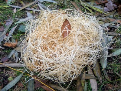 Packing Material under a Willow Tree for the Birds or Squirrels