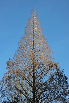 Dawn Redwood Tree at Liz Christies Community Garden