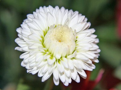 White Miniature Carnation