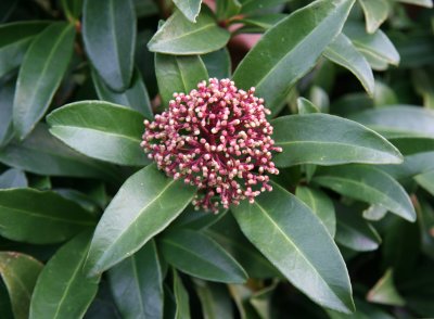 Skimmia - NYU Law School Garden