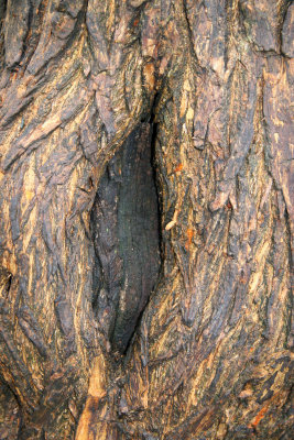 Osage Orange Tree Bark
