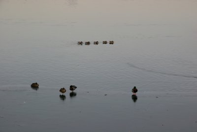 Reservoir - Ducks on an Ice Sheet & in the Water