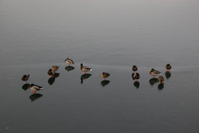 Reservoir - Ducks on an Ice Sheet