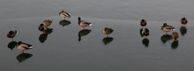 Reservoir - Ducks on an Ice Sheet