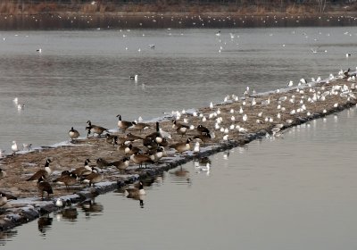 Reservoir Jetty - Canadian Geese, Ducks & Seagulls