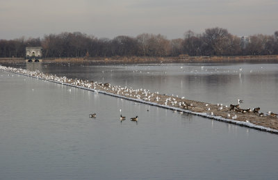 Reservoir Jetty - Canadian Geese, Ducks & Seagulls