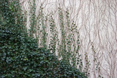 Ivy Wall - Metropolitan Museum of Art