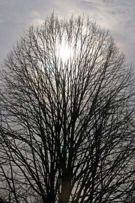 Oak Tree, Sun & Winter Sky