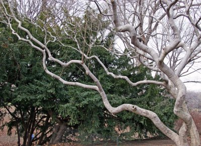 Magnolia Tree Branches