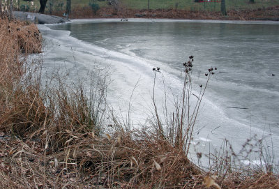 Turtle Pond Ice Shore