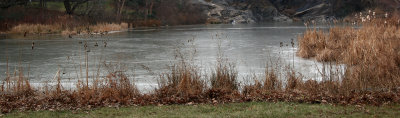 Frozen Turtle Pond