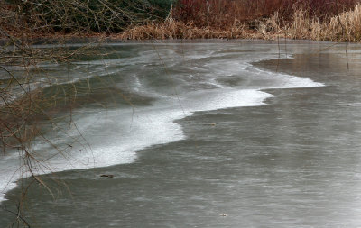 Turtle Pond Ice Shore